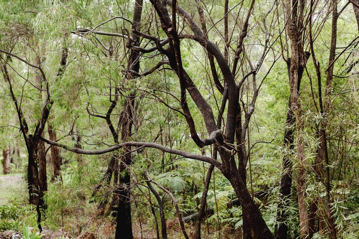 Twisted marri branches and ferns in the forest around the chalet