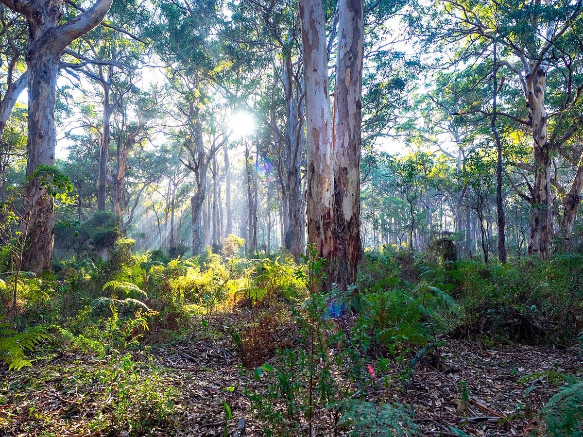 Morning sunlight streaming through the karri trees of Boranup Forest