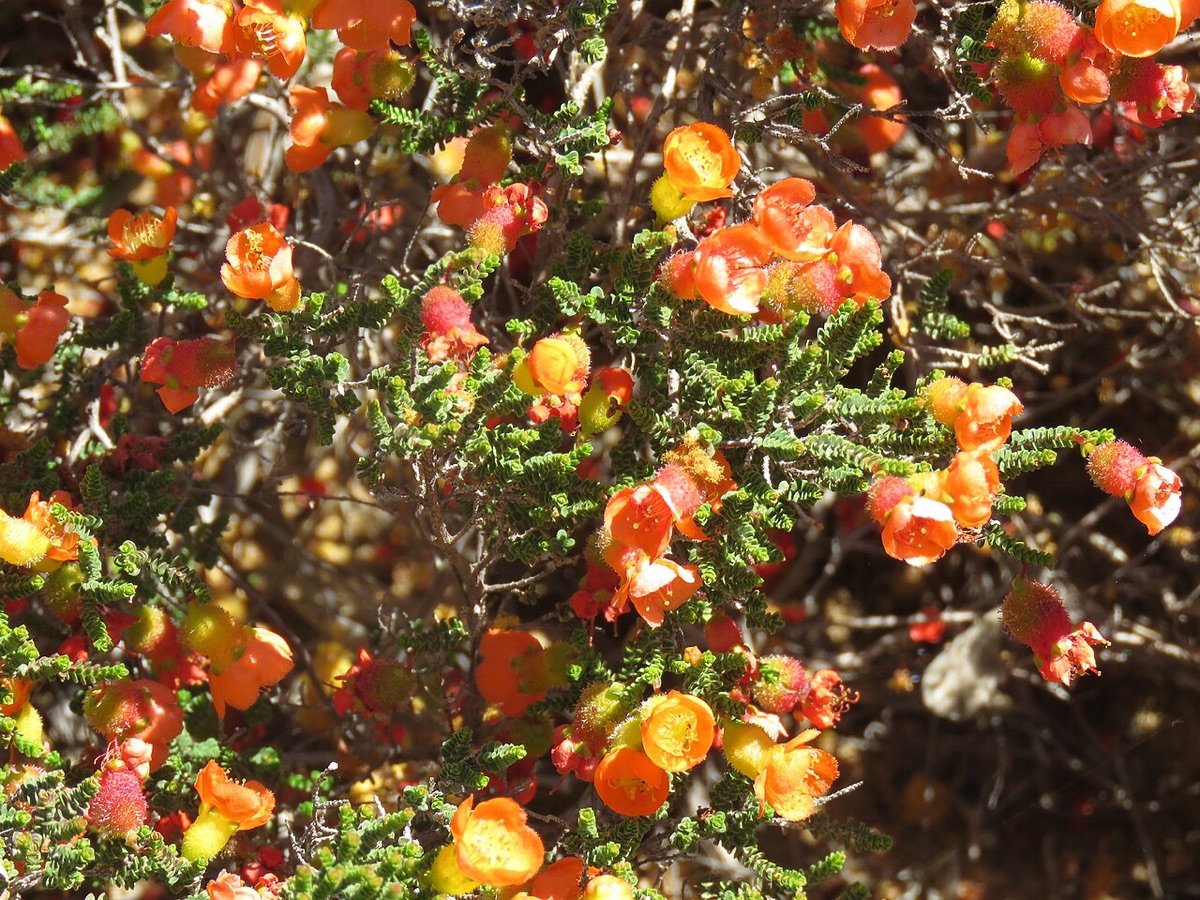 Bright orange Western Australian wildflowers in spring