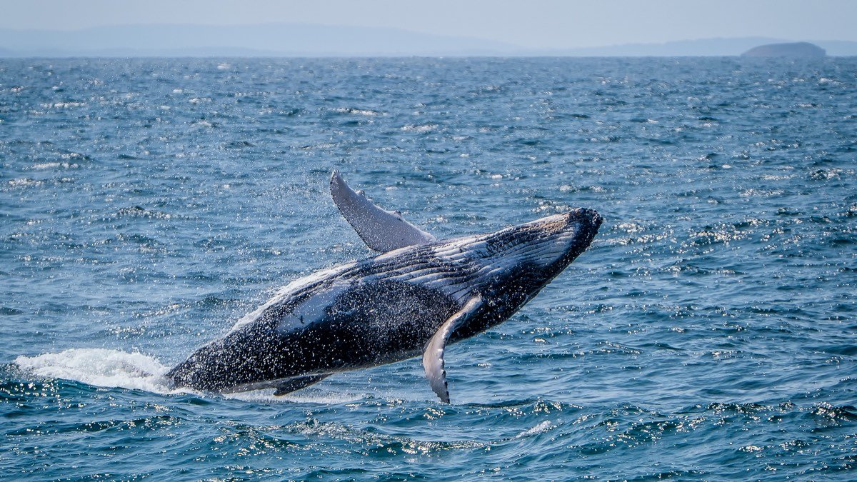 A humpback whale breaching clear of the water off the Australian coast